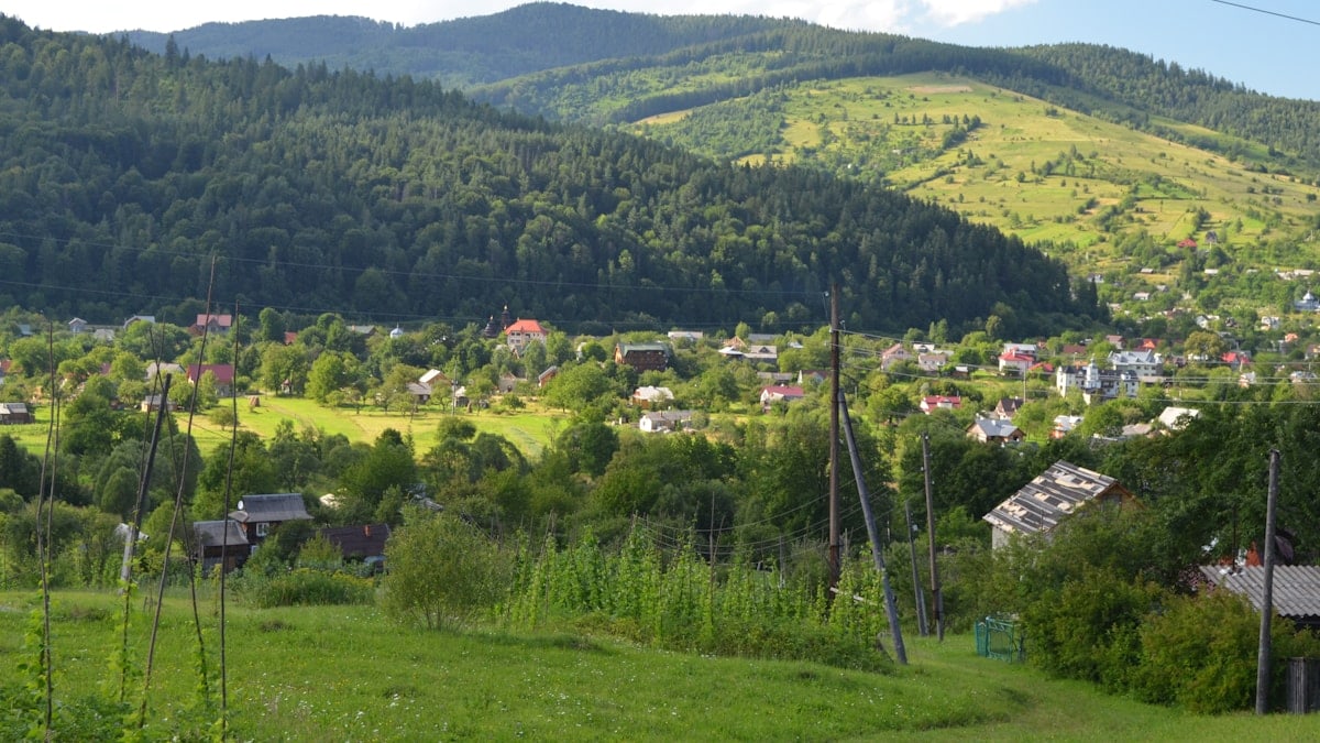 field of trees near mountain